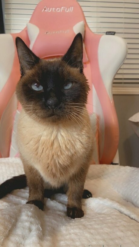 freebunbun schöne pornostar archiv