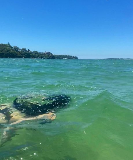 Sirenkahls kostenlose exklusive galerien