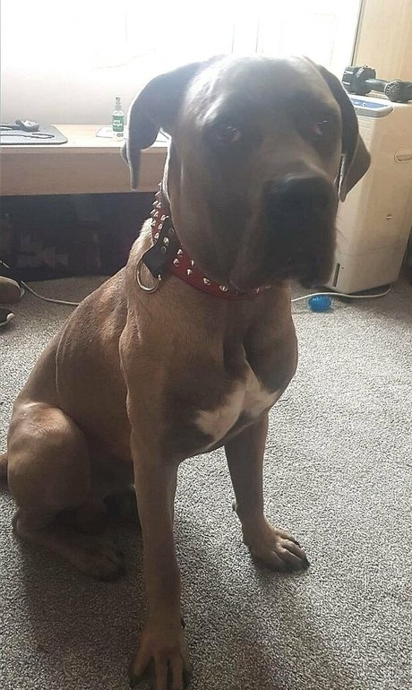 amyroseleal model kunst galerien