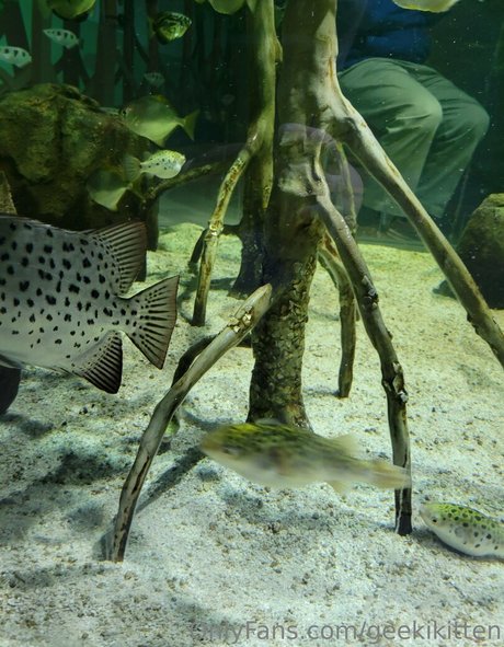 geekikitten erwachsene sex bilder