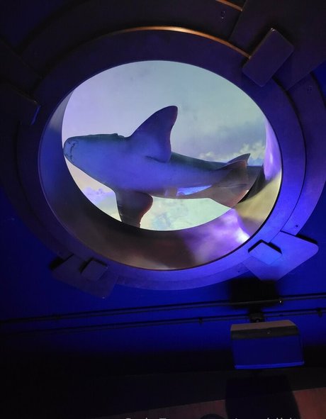 geekikitten perfekte top foto