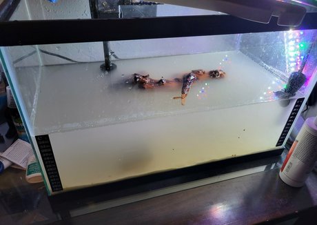 geekikitten hd hübsche galerie