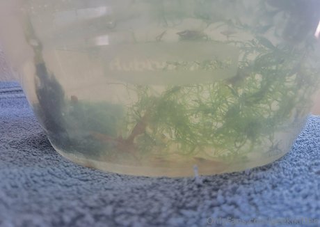 geekikitten erwachsene freie bilder