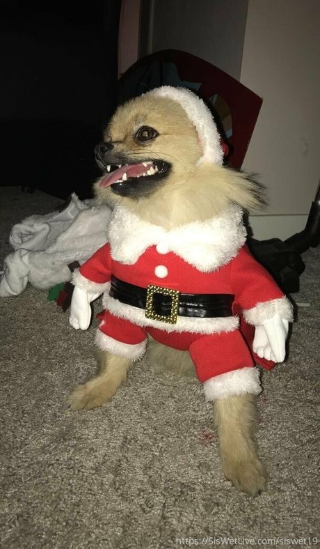 flugbegleiterin onlyfans perfekte erotische bild