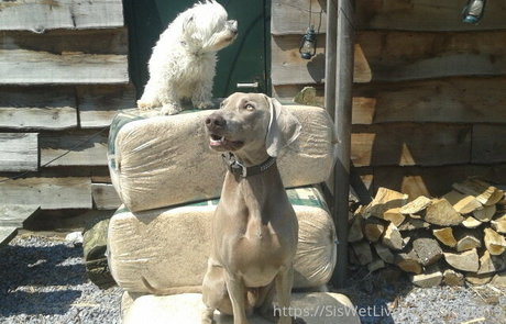 siswetlive hübsche perfekte foto