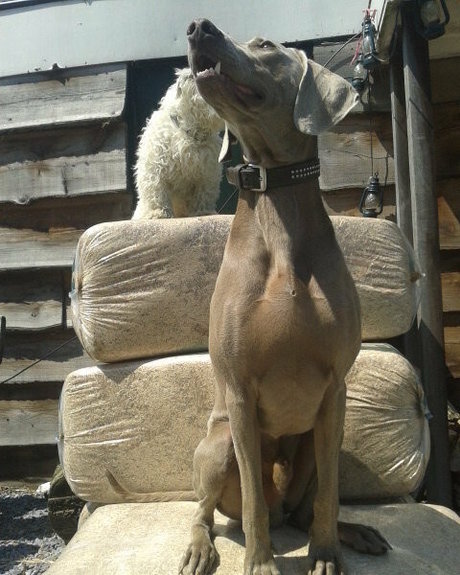 siswetlive erotische nette foto