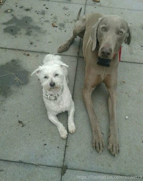 siswetlive erwachsene akt bild