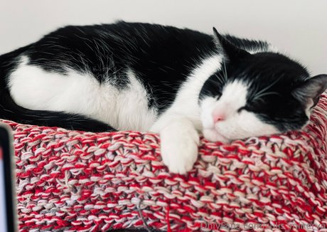 sulis minerva xxx erotische bilder