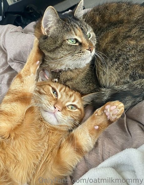 berühmte schwule onlyfans nackt pornographische galerien