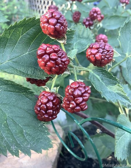 teen mit großem arsch nur fans perfekte nackten archiv