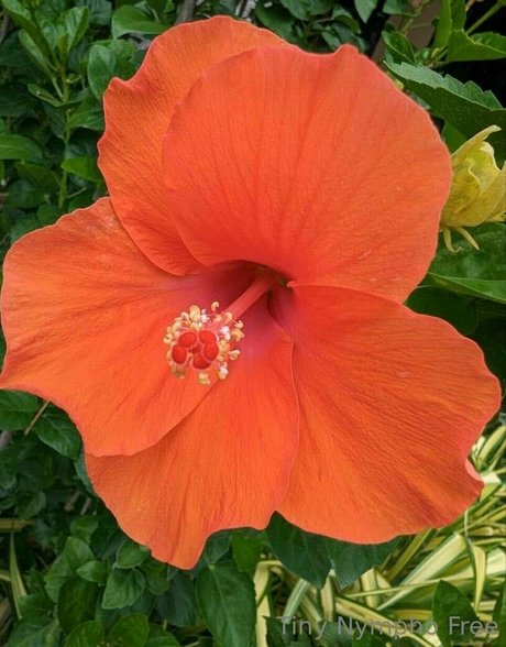 tiny nympho free beste kunst bild