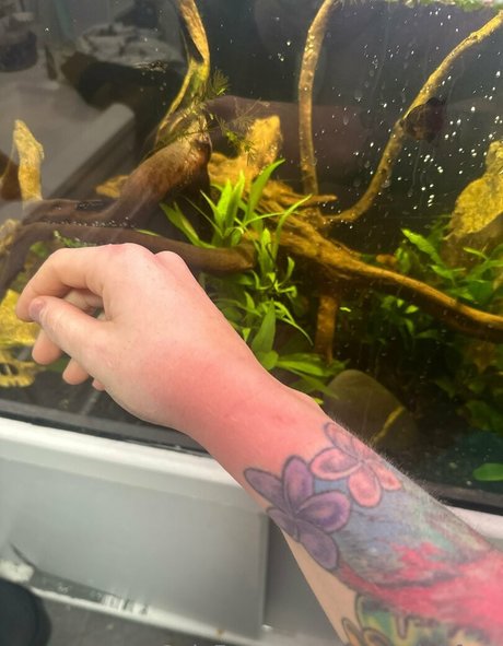 rosegalahfree kostenlose schöne galerie