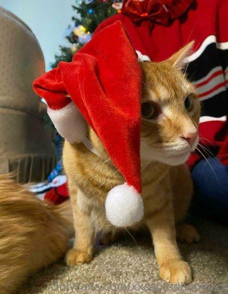 xxsacredhoneyxx kostenlose nette bilder