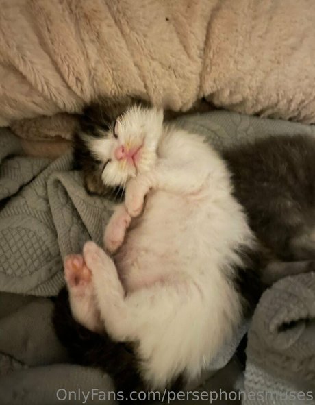 persephonesmuses top perfekte fotos