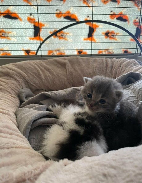 persephonesmuses exklusive top archiv