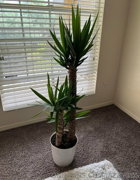 jazzy3ds freie xxx archiv