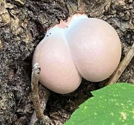 crimson ghoul top kunst foto