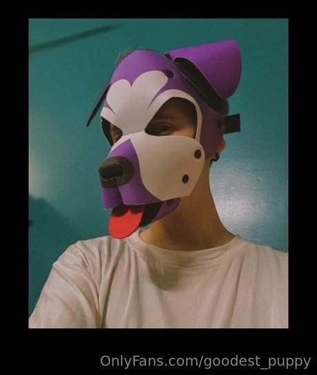 goodest puppy hübsche hd bild