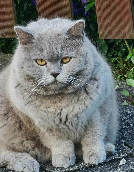 milashiroki hd heiße archiv