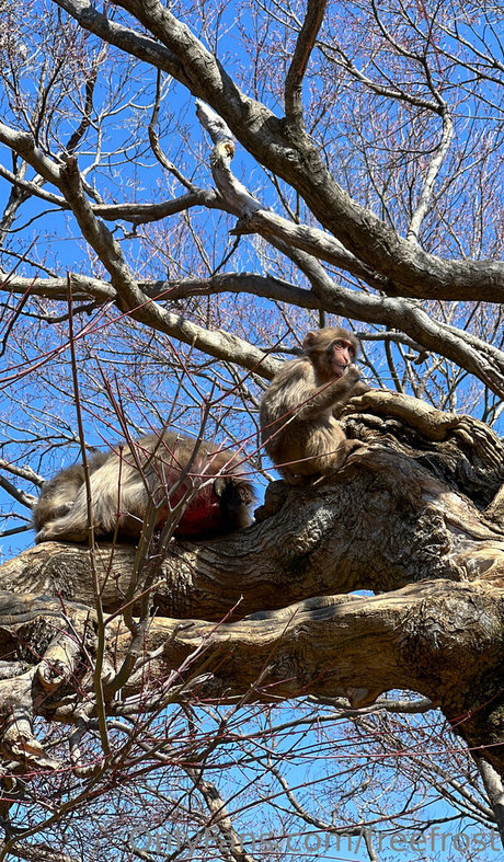 freefrost nackt akt bilder