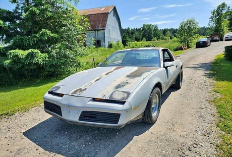 Shygal lilly freie foto