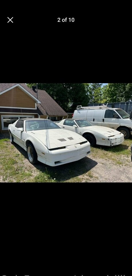 Shygal lilly perfekte schöne galerie