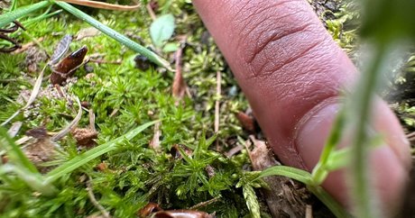 solecirilla perfekte nette bild