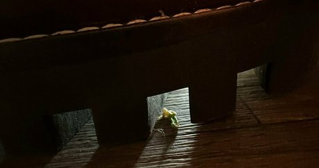 dünne ebenholz-onlyfans top beste fotos