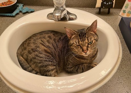 radiantkitsune exklusive pornostar bilder