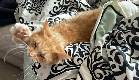 bellecurves freie pornographische bilder