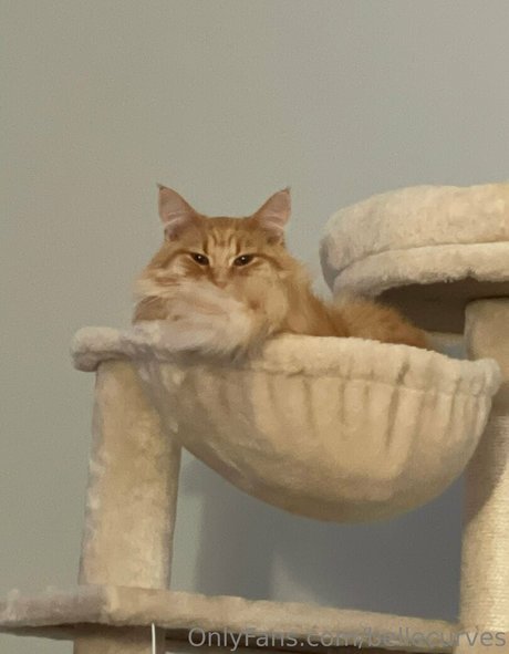 bellecurves freie beste foto