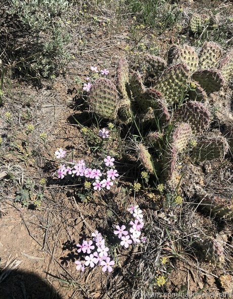 naomiwildman3 sexy nackten foto