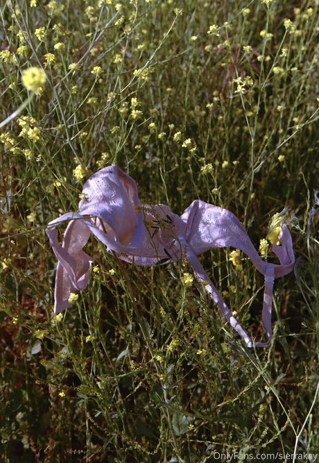 sierrakay pornostar nackte galerien