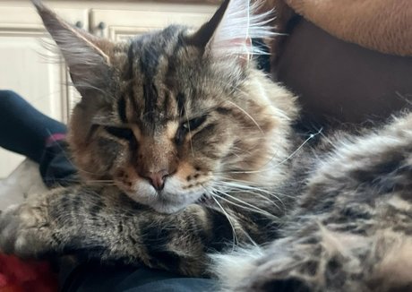 criscyborg pornostar heiße fotos