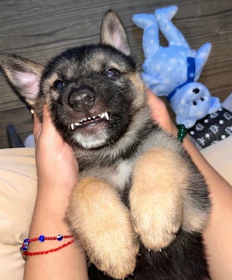 lillatinabaddie erwachsene freie fotos