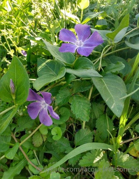 jacquelinestone56 porno sexy galerie