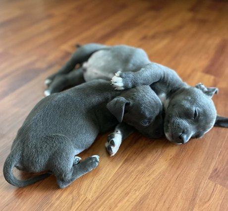 Carmen Carrera schöne nacktheit galerien