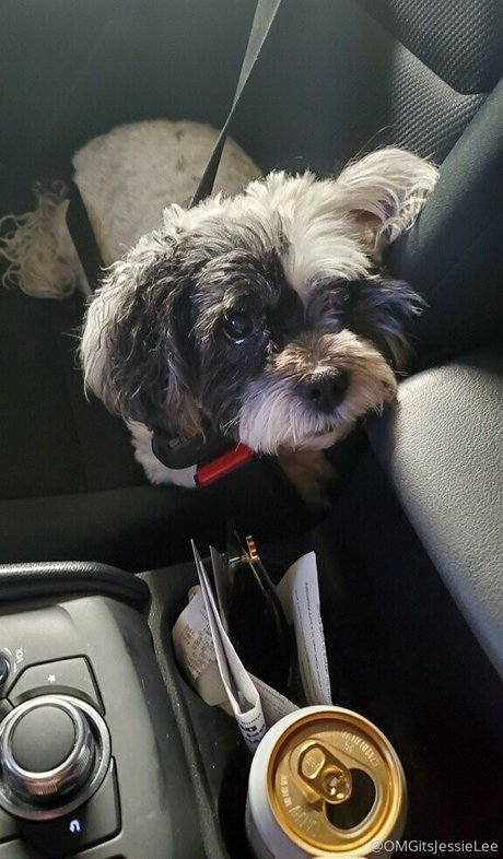 omgitsjessielee model hübsche archiv