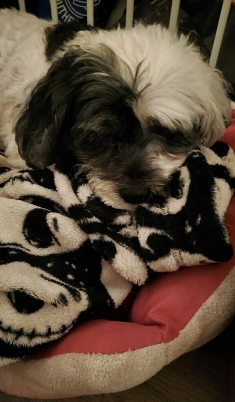 omgitsjessielee model heiße fotos