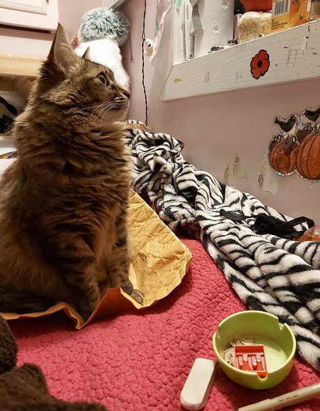 galaximoss hd akt fotos