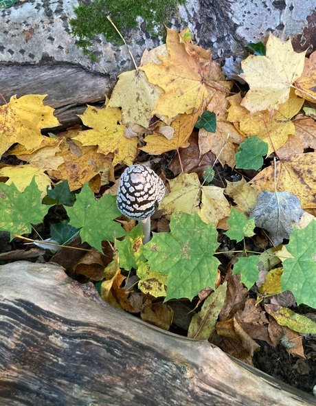 emiliamars erotische pornostar bilder