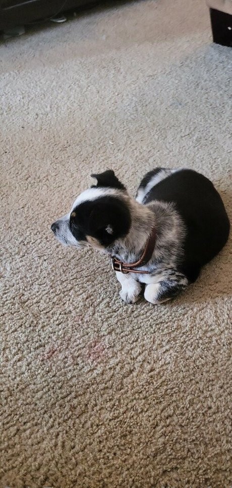 stellightbaby kunst top foto