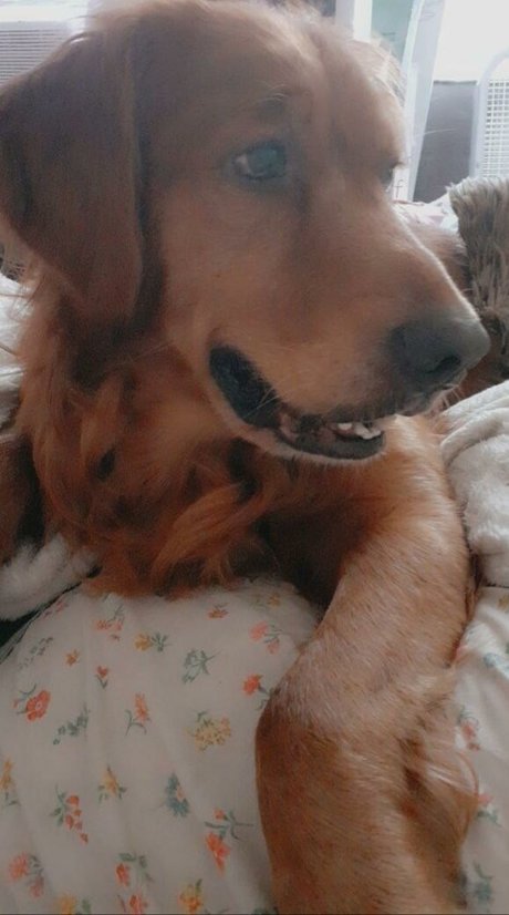 bigbootyisabella freie erwachsene foto