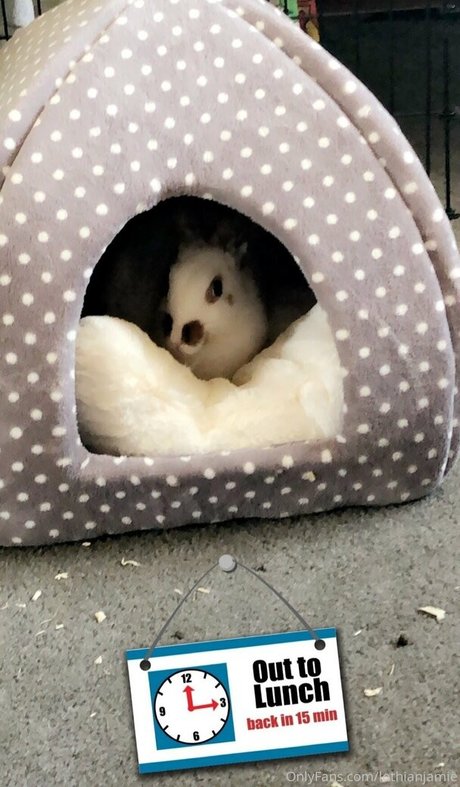 lothianjamie sexy pornostar bild