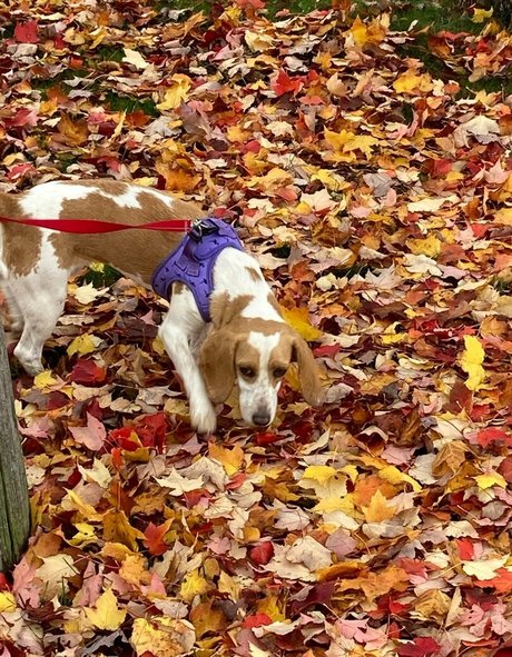 große latina-onlyfans kunst freie bild