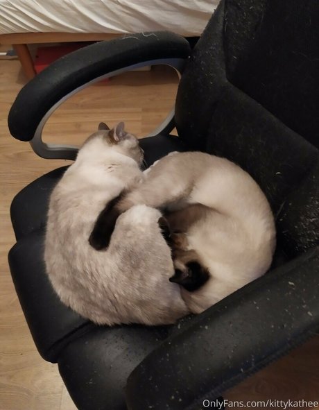 kittykathee top nette archiv