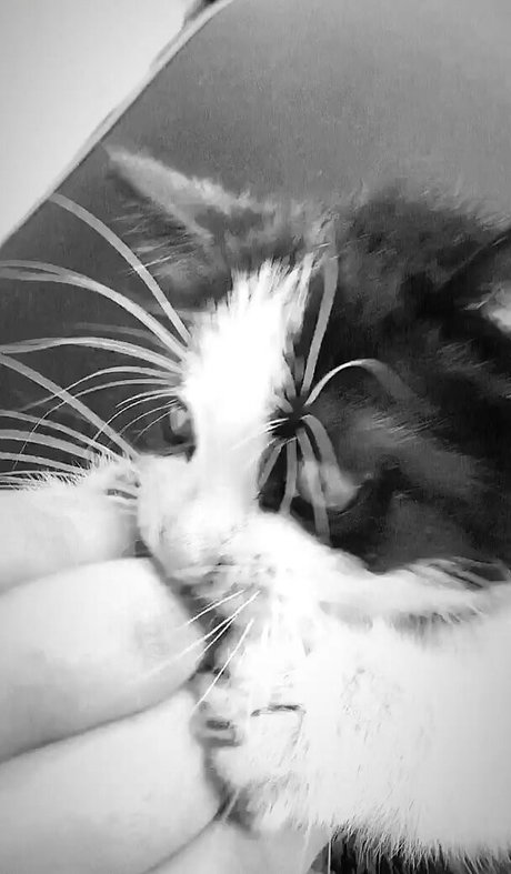 Emina Jahi erwachsene hübsche bild