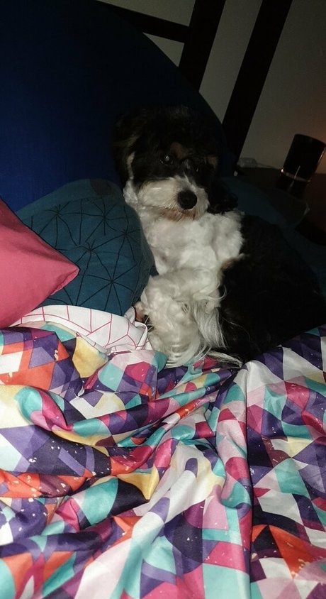 toniclust star adult galleries