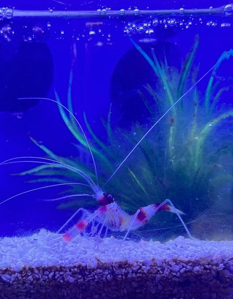 daddy feet onlyfans sexy nude gallery