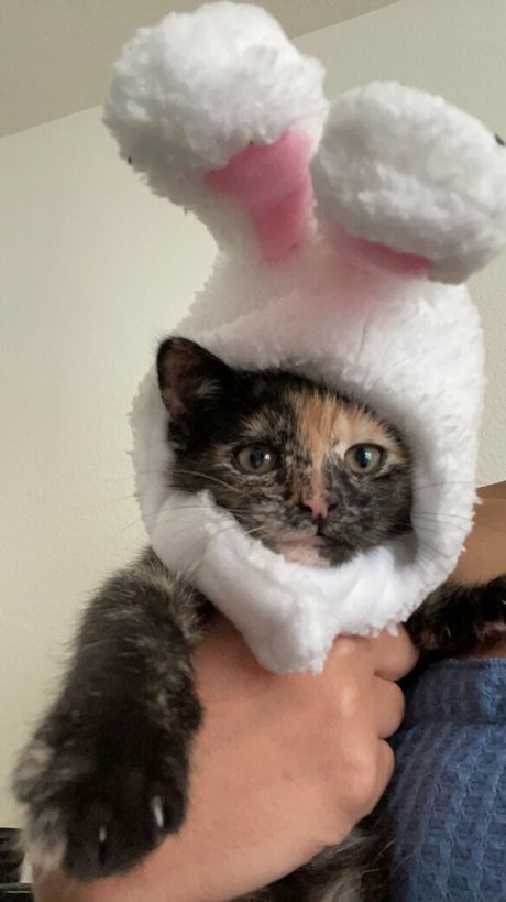 bunnyscake star free pic